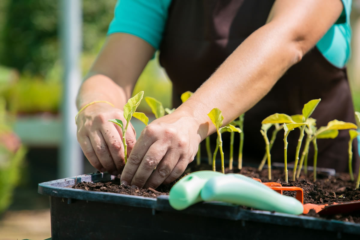 Keep a Green Thumb By Gardening on the Go