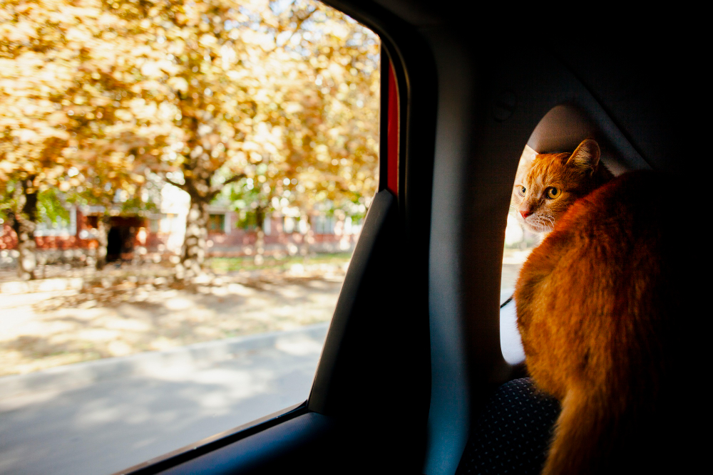 RV Camping with Cats: Your Complete Guide to Feline Adventures